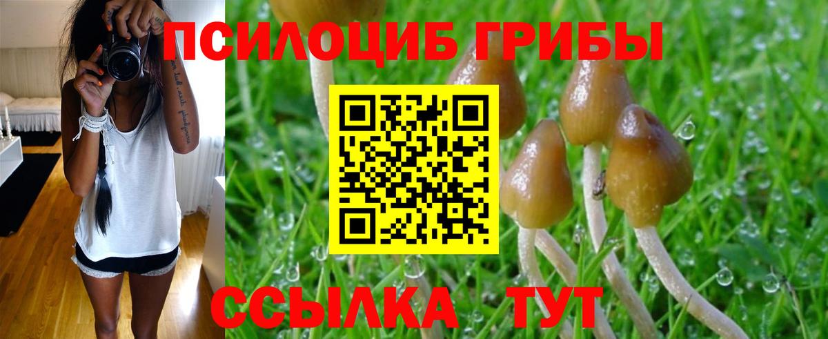 Галлюциногенные грибы Psilocybe Ачинск